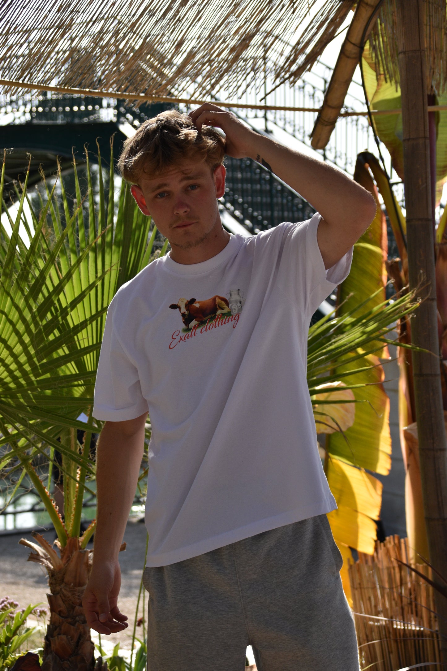 T-Shirt Cow